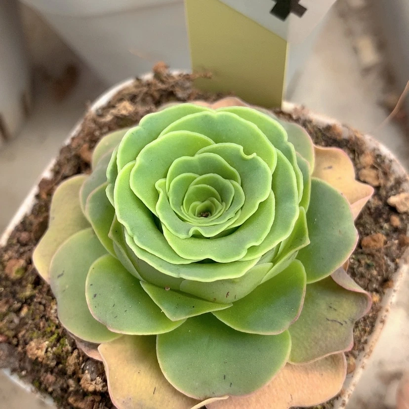 【闪购商品】yjj454惊鸿高山