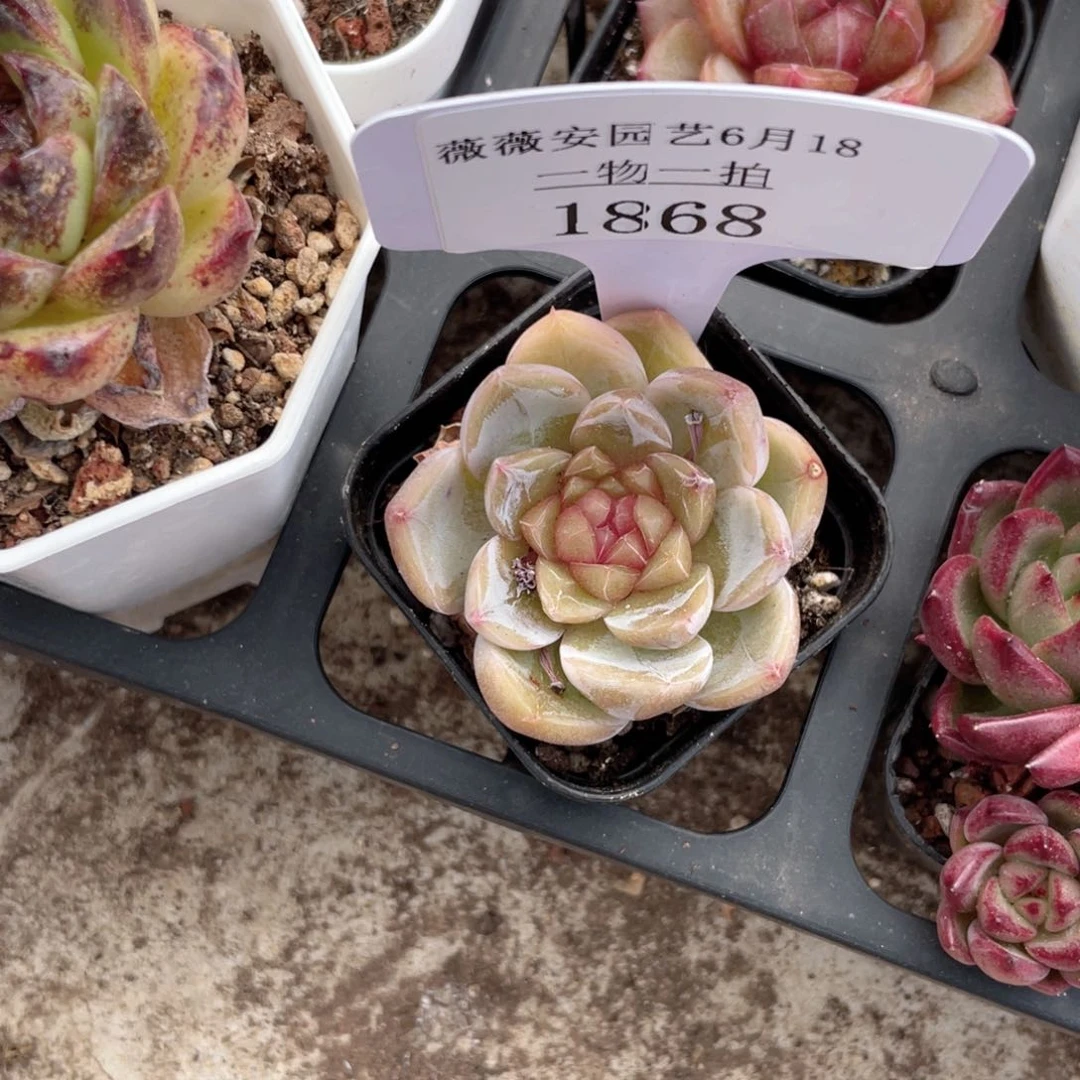 薇薇安园艺多肉1868