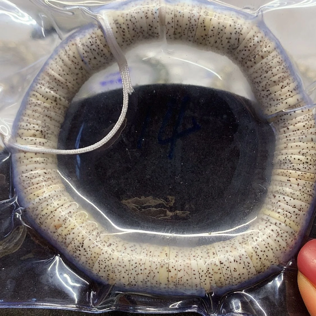 【闪购商品】星月菩提手串星月菩提