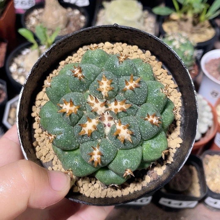 448短豪刺象牙仙人球
