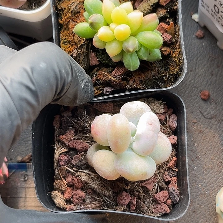 一***丫两颗一起多肉植物