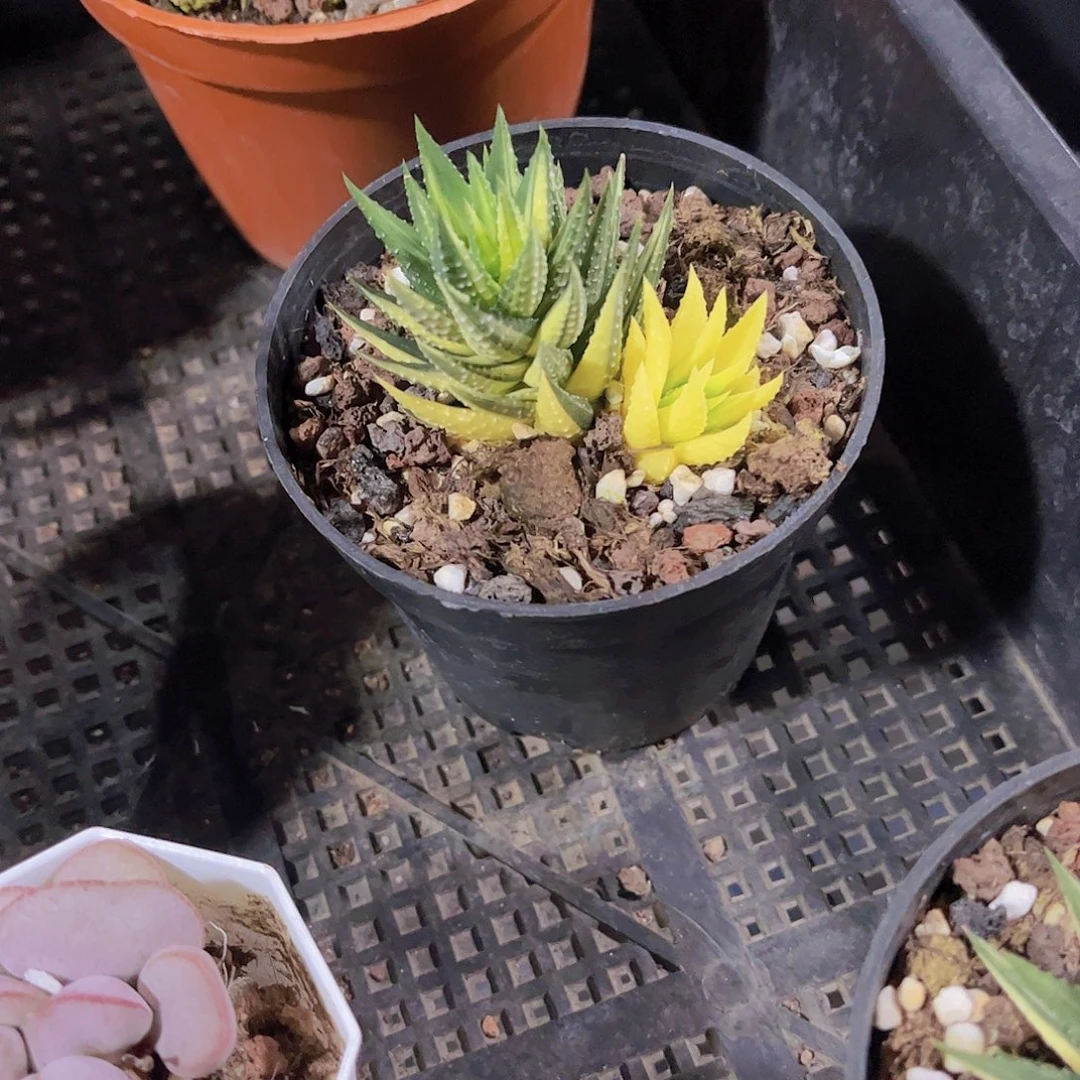 古迪锦多肉植物多肉