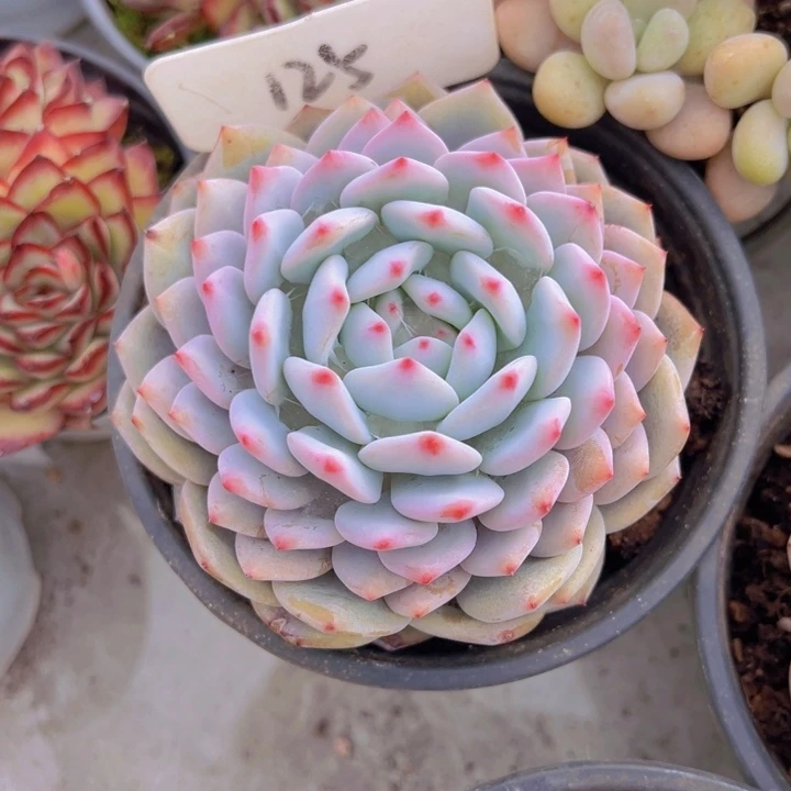 健健康康平平安安