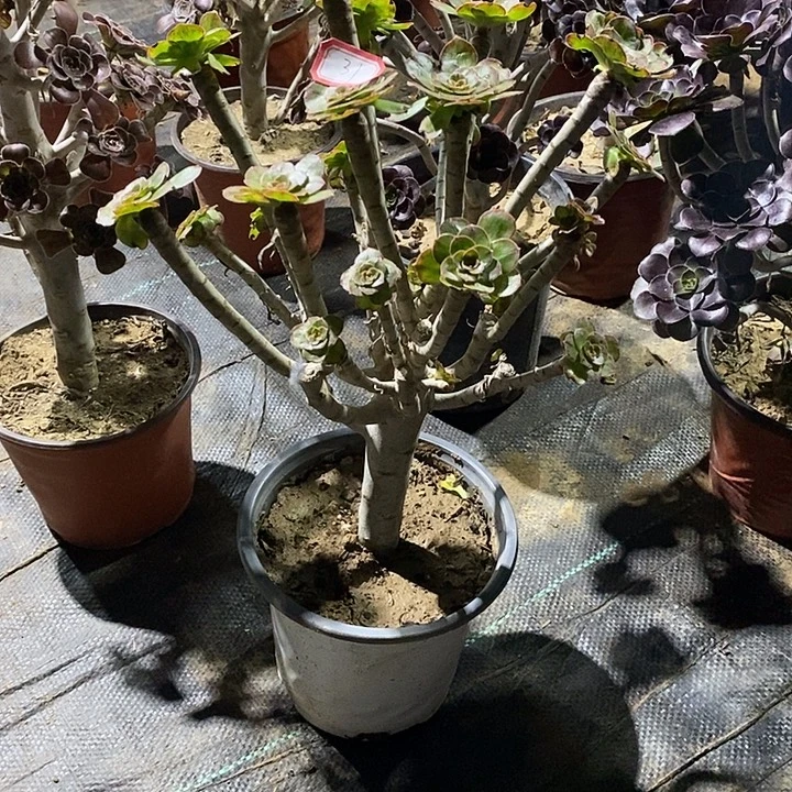 31，ｖ锦母本多肉法师