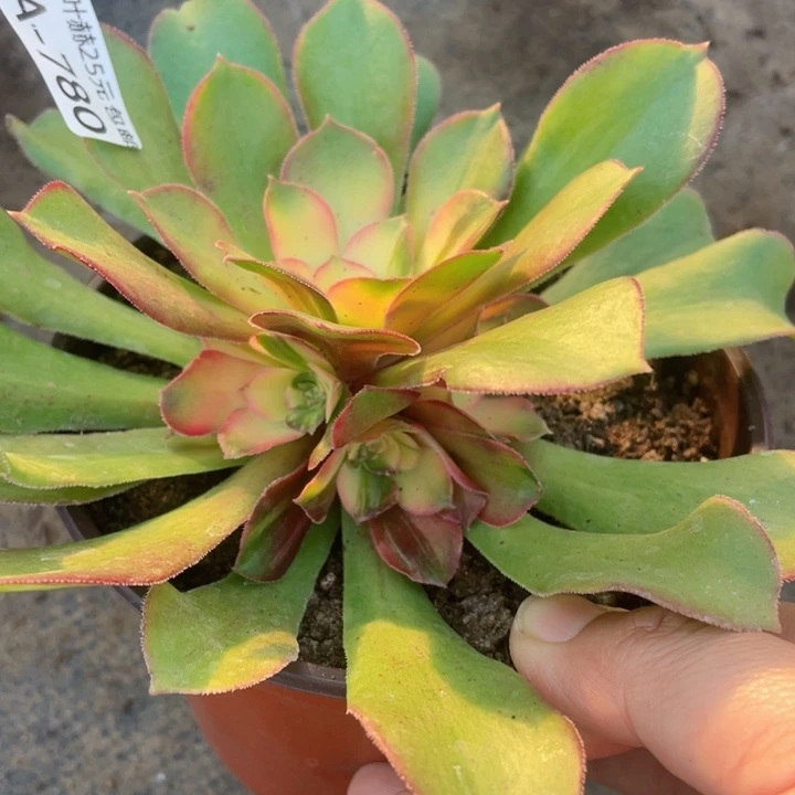 780绍多肉12345678