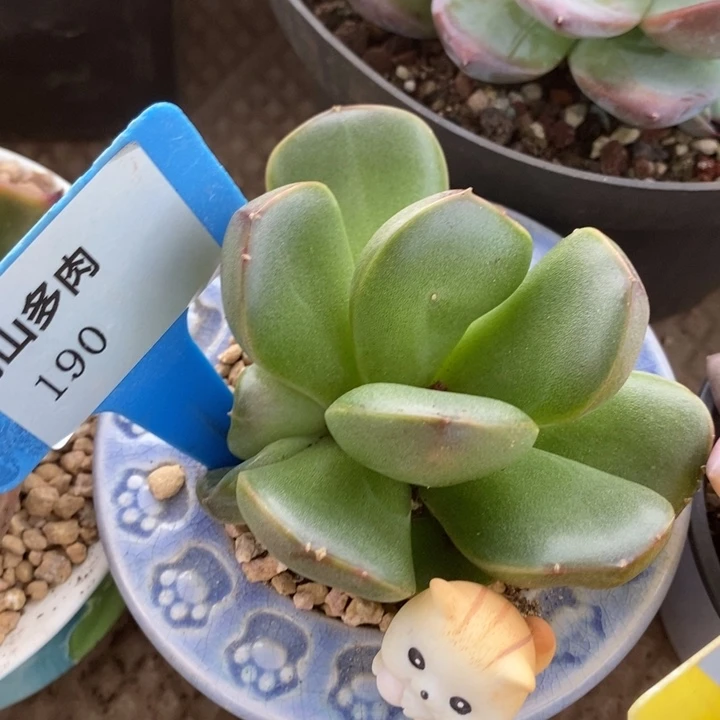 D190- 直播福利 皮爱拉珍妮