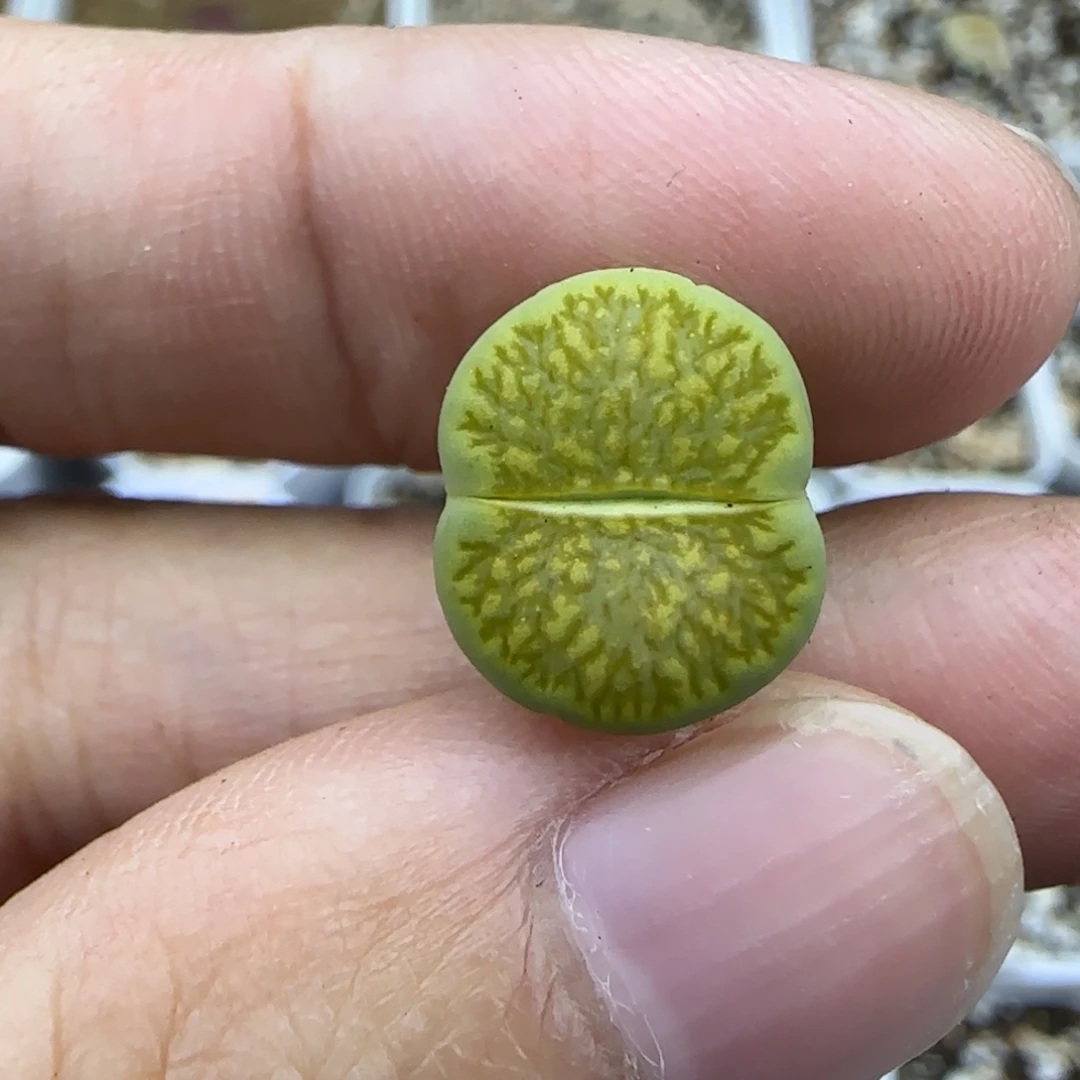 194绿菊福利一颗大棚直播