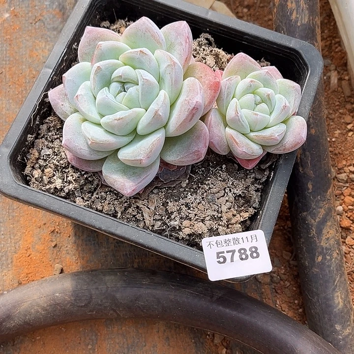 满***滚阿雅园艺。        5788