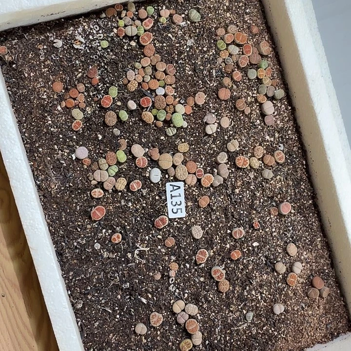 生135石花整筐脱土发货