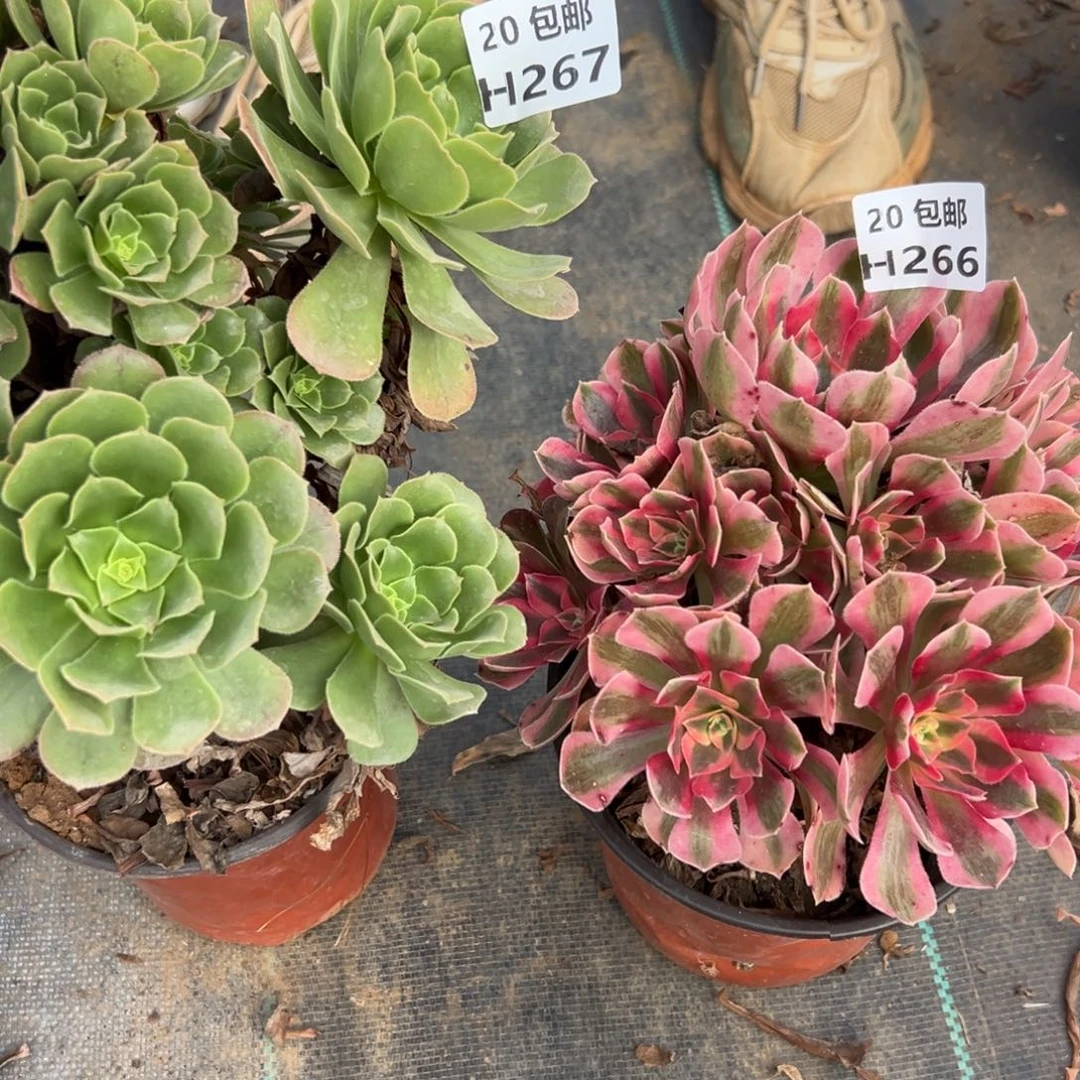 2颗组合，多肉法师