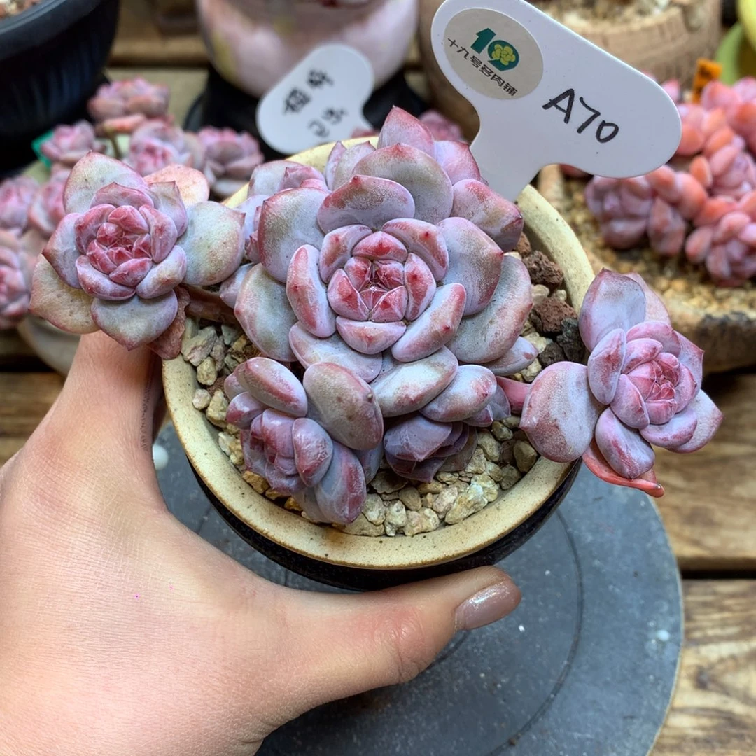 A70 突尼斯 飘枝 7头