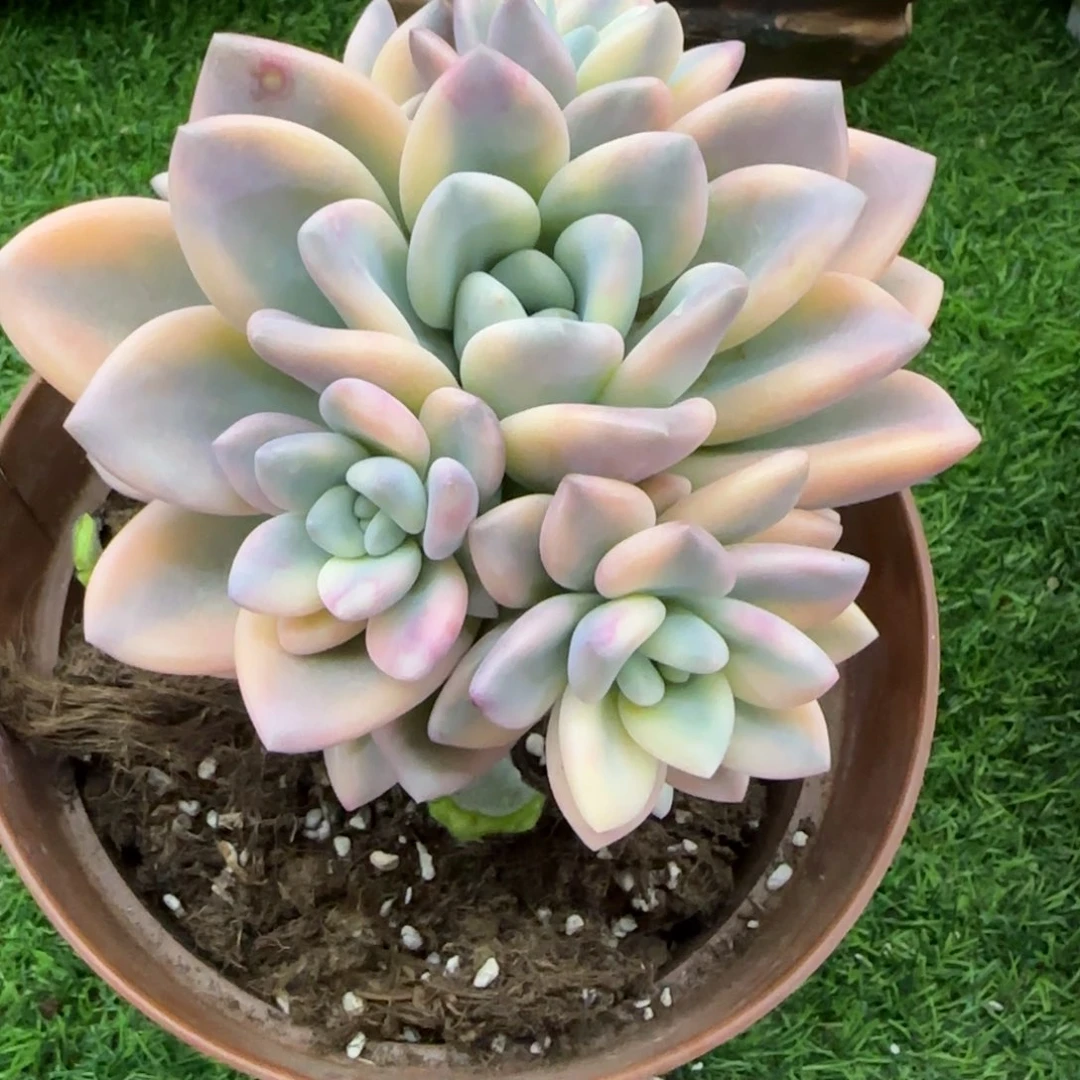 ?**?奥普彩锦多肉植物