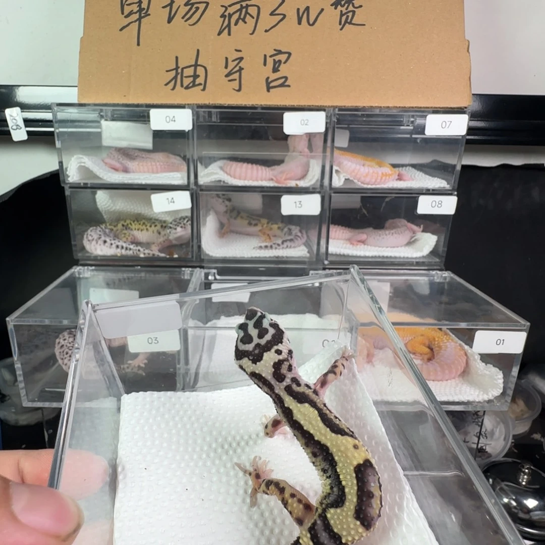 豹纹守宫土匪妹妹