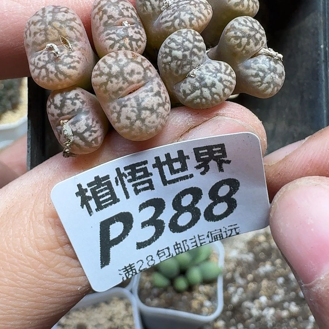 多肉植物的人啊fhn