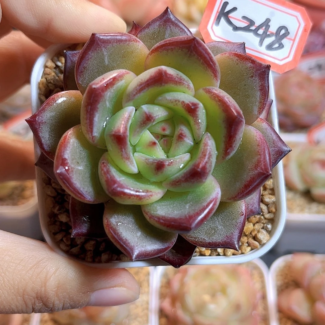 K248  夜魔侠 满18包邮