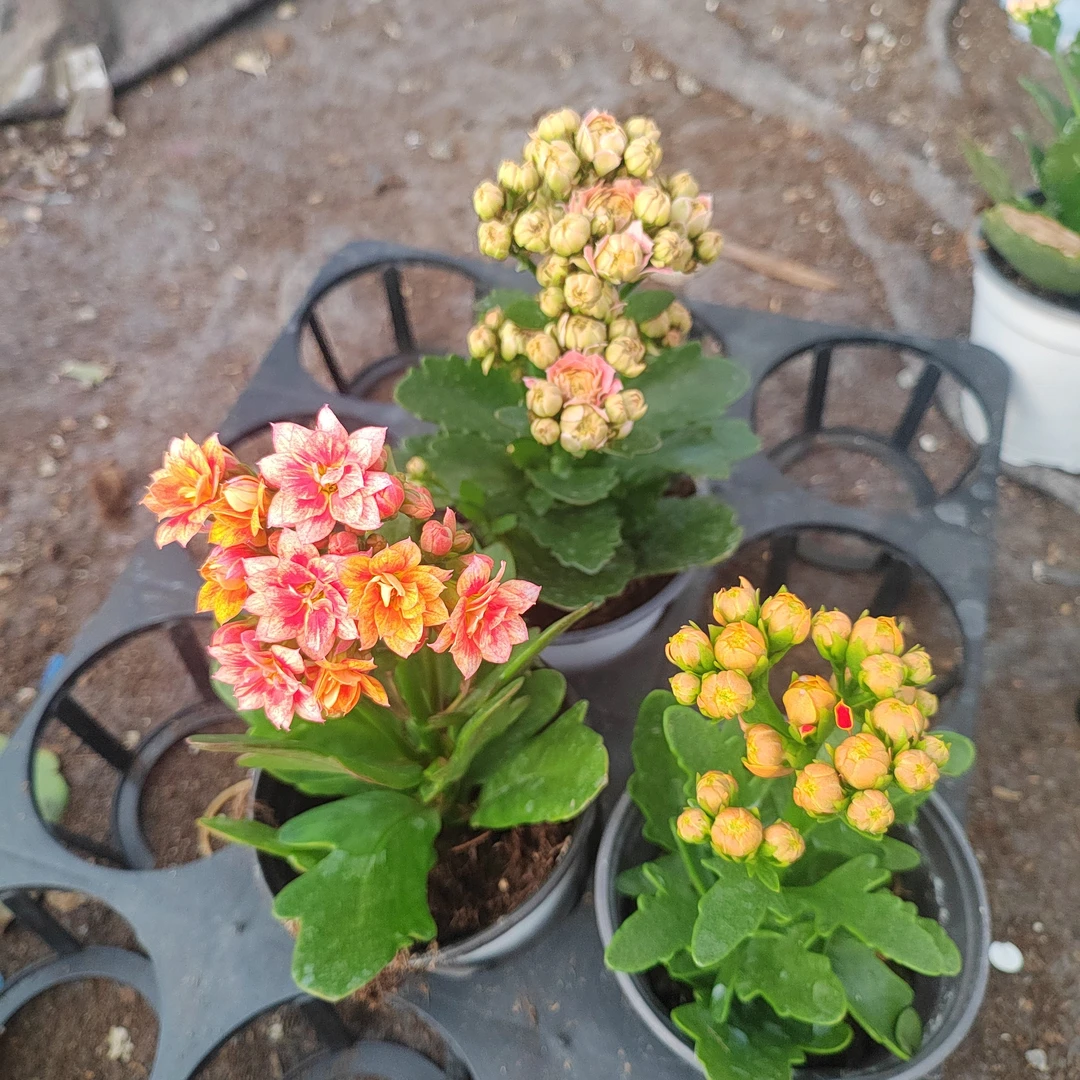 福利款重瓣长寿花，5号链接3个不同颜色，烟花，玄女猫，金狐狸