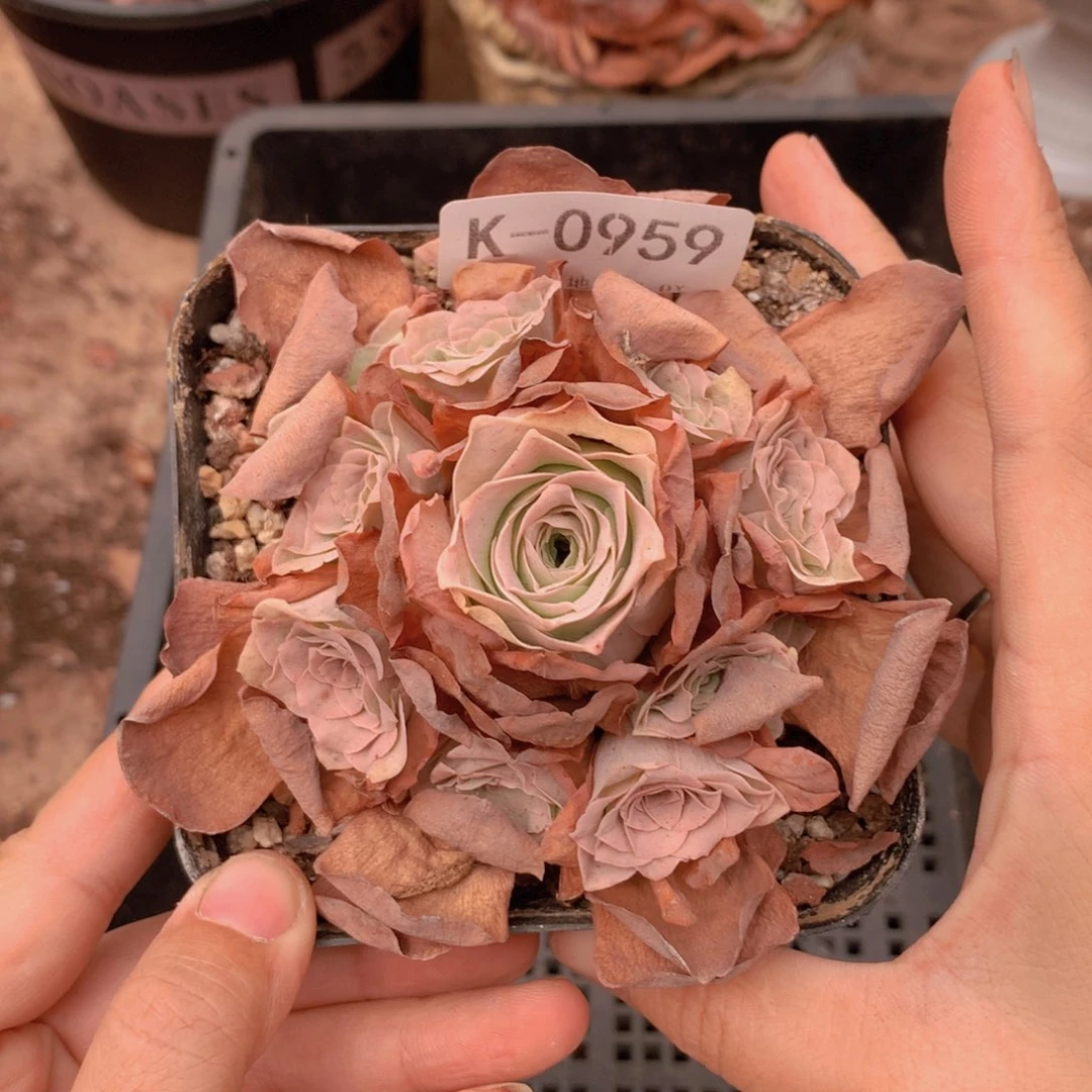 0959会掉侧芽不售后