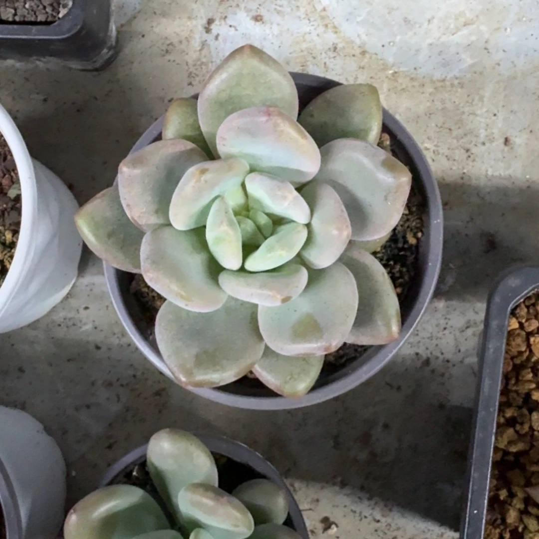 X系列么新品 一物一拍