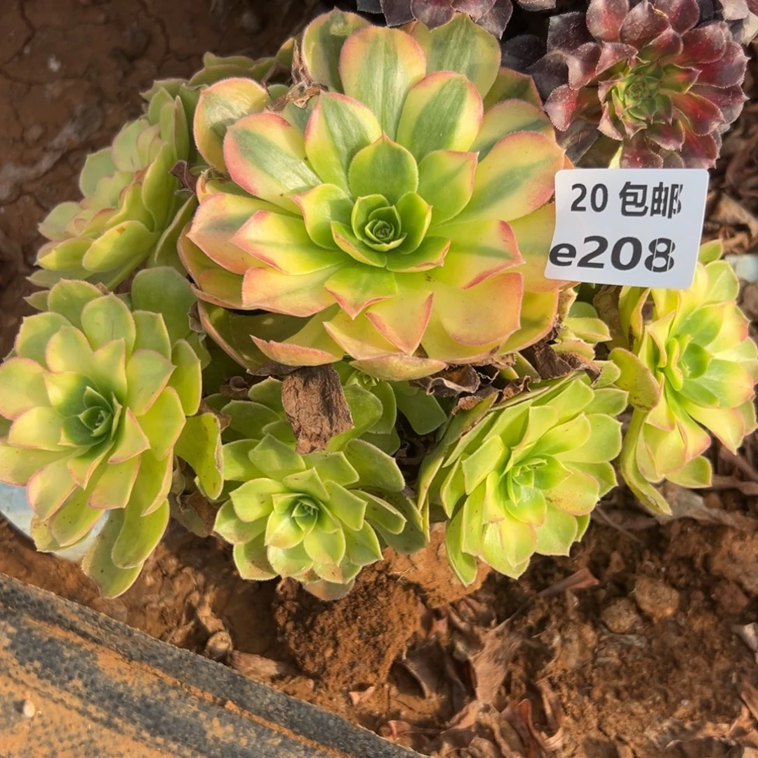208雨荷，多肉法师