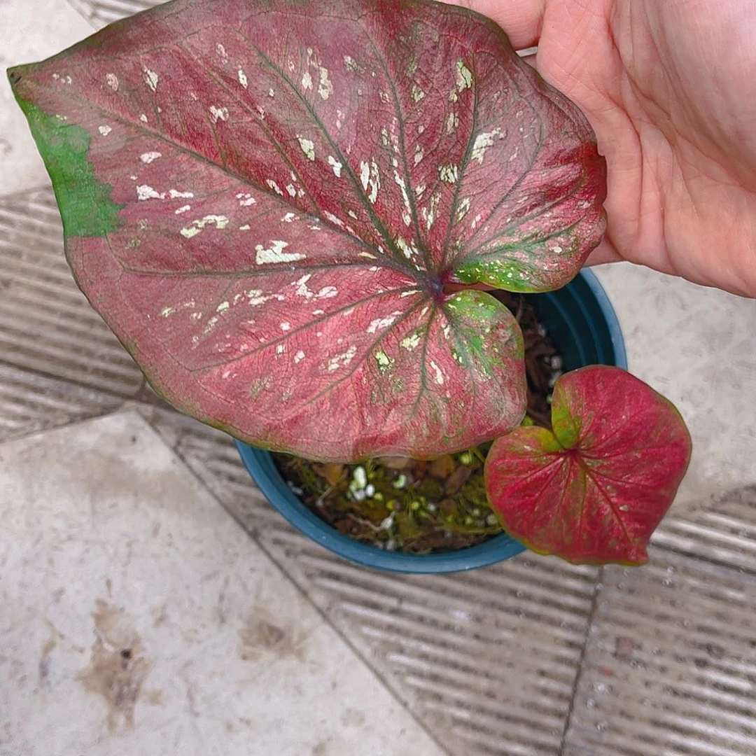 完全开放一物一拍8665