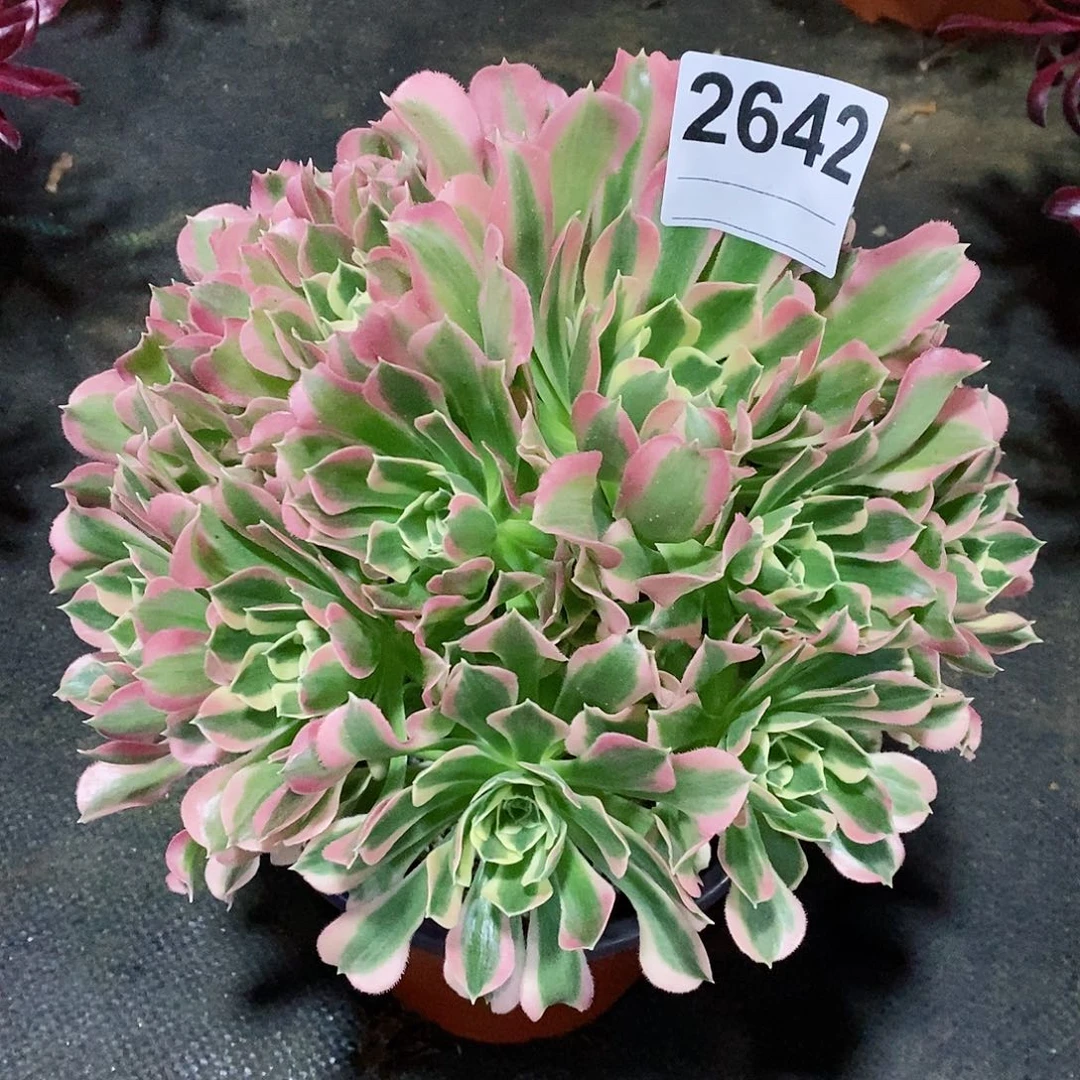 红陶2642白风4多肉