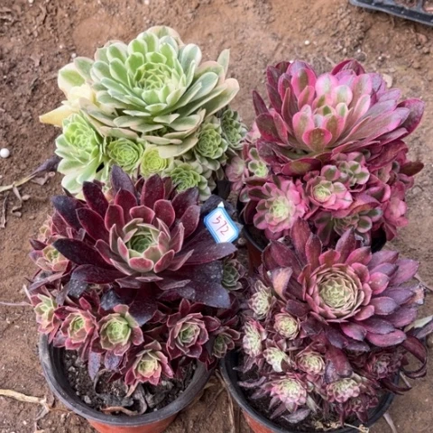 572多肉植物组合