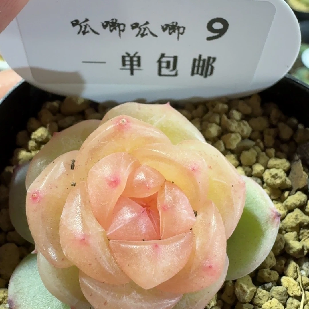 09-追月单头一颗