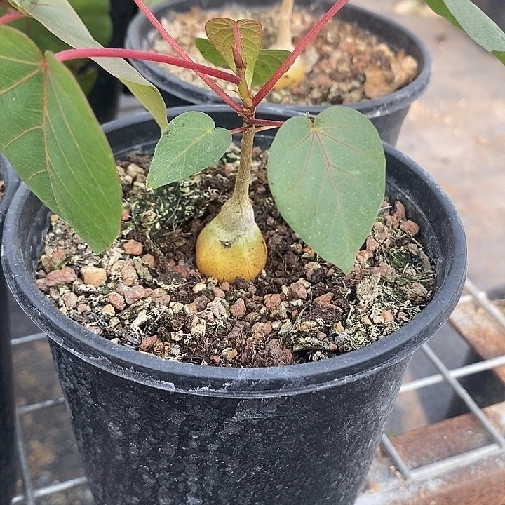 红脉榕矮胖，一物一拍