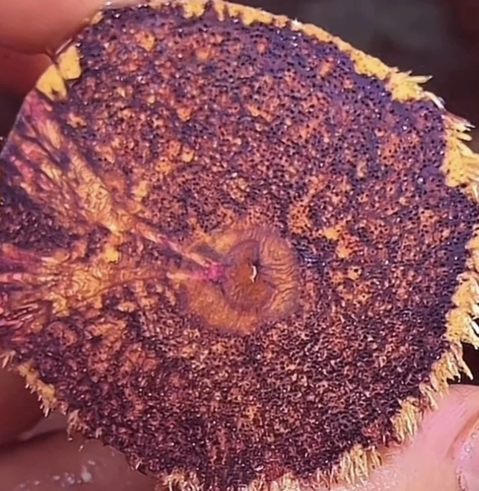 海南老料手工摆件定制