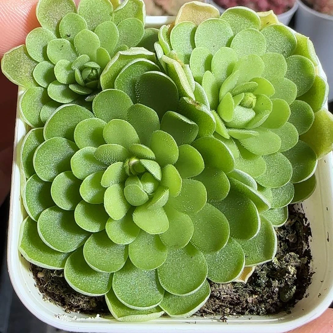 多肉1221-141捕虫堇