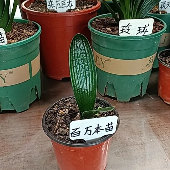 德***宏原盆百万子代