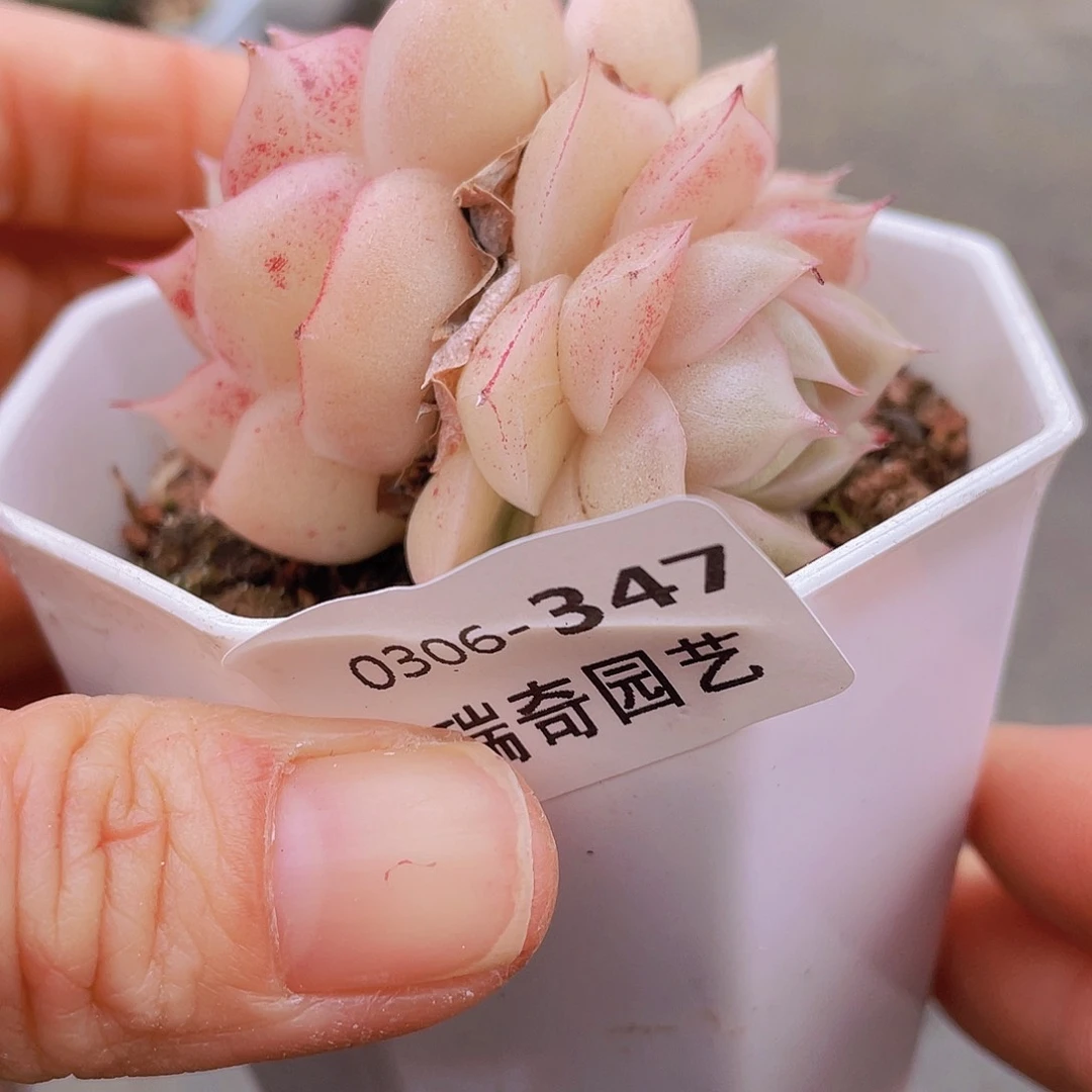 迎*。000000000347一物一拍