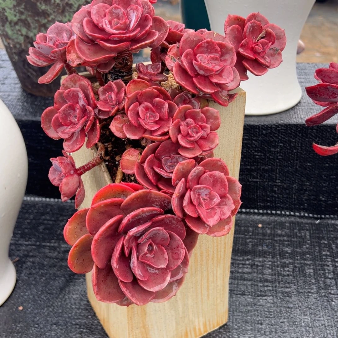 悬崖老桩，尘埃玫瑰。