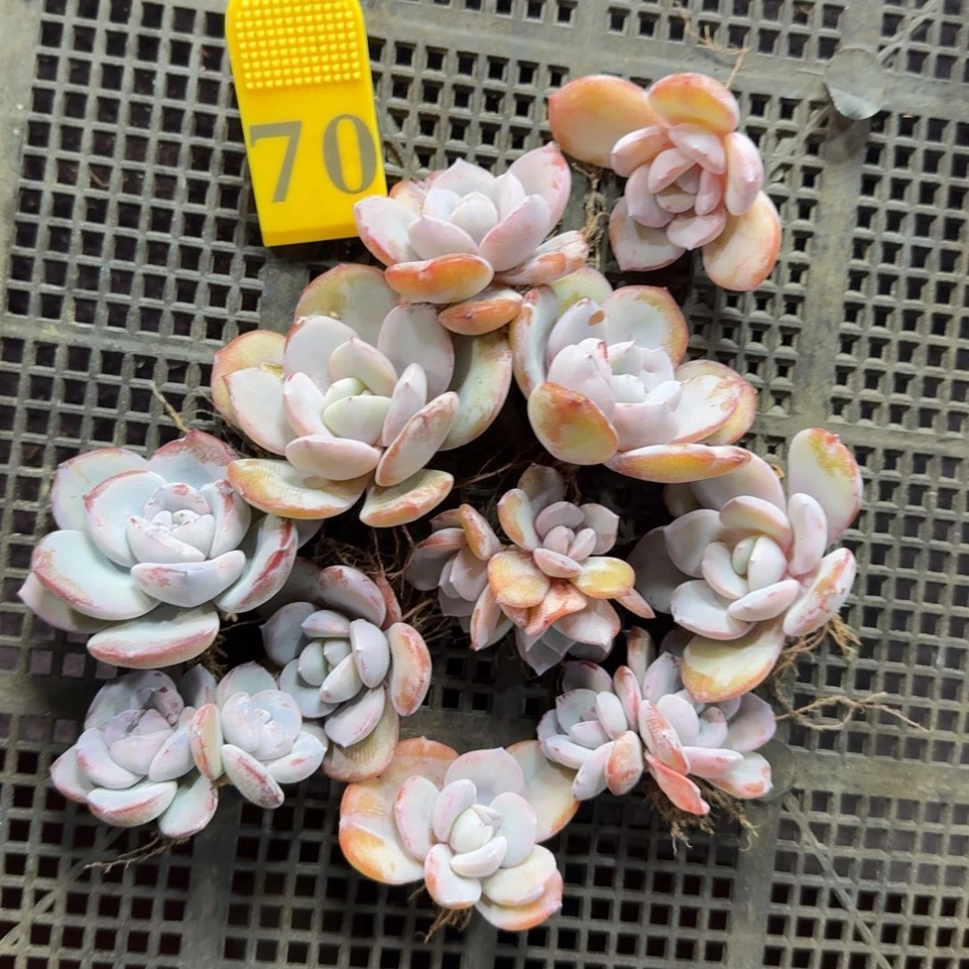 韩版奶茶10+1一物一拍70