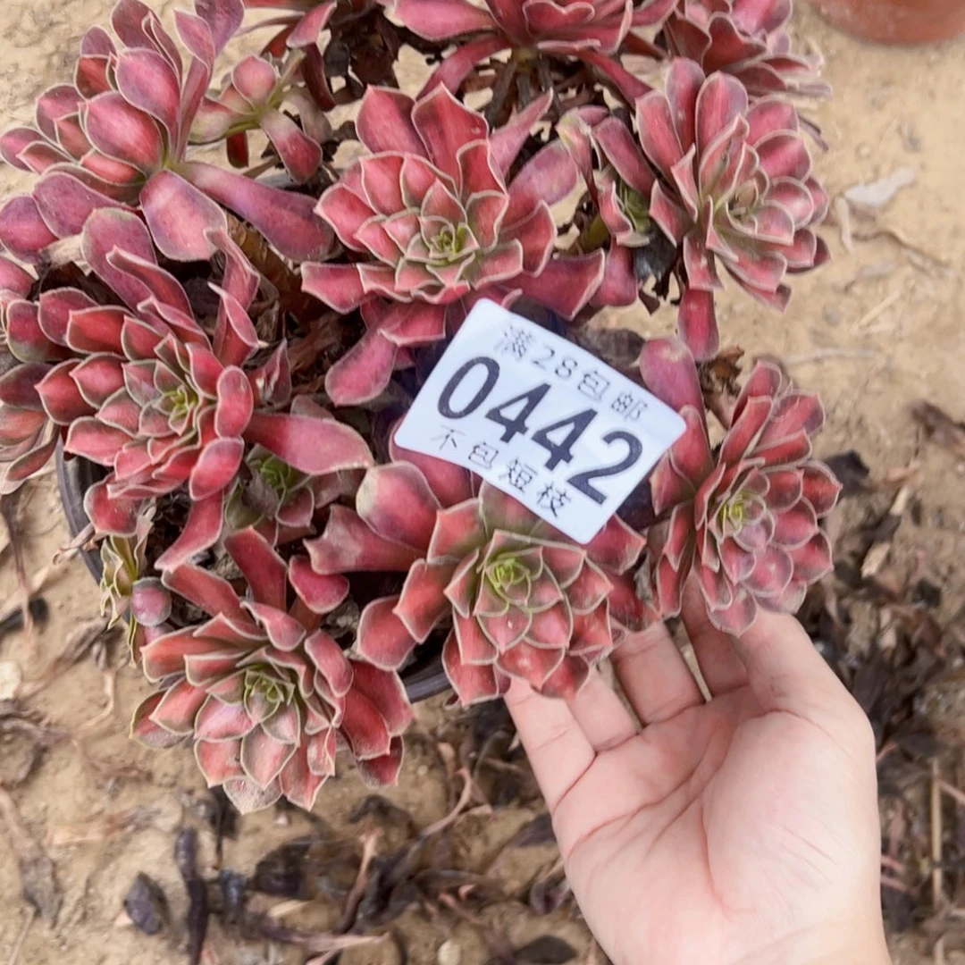 红日多肉植物法师0442有断枝