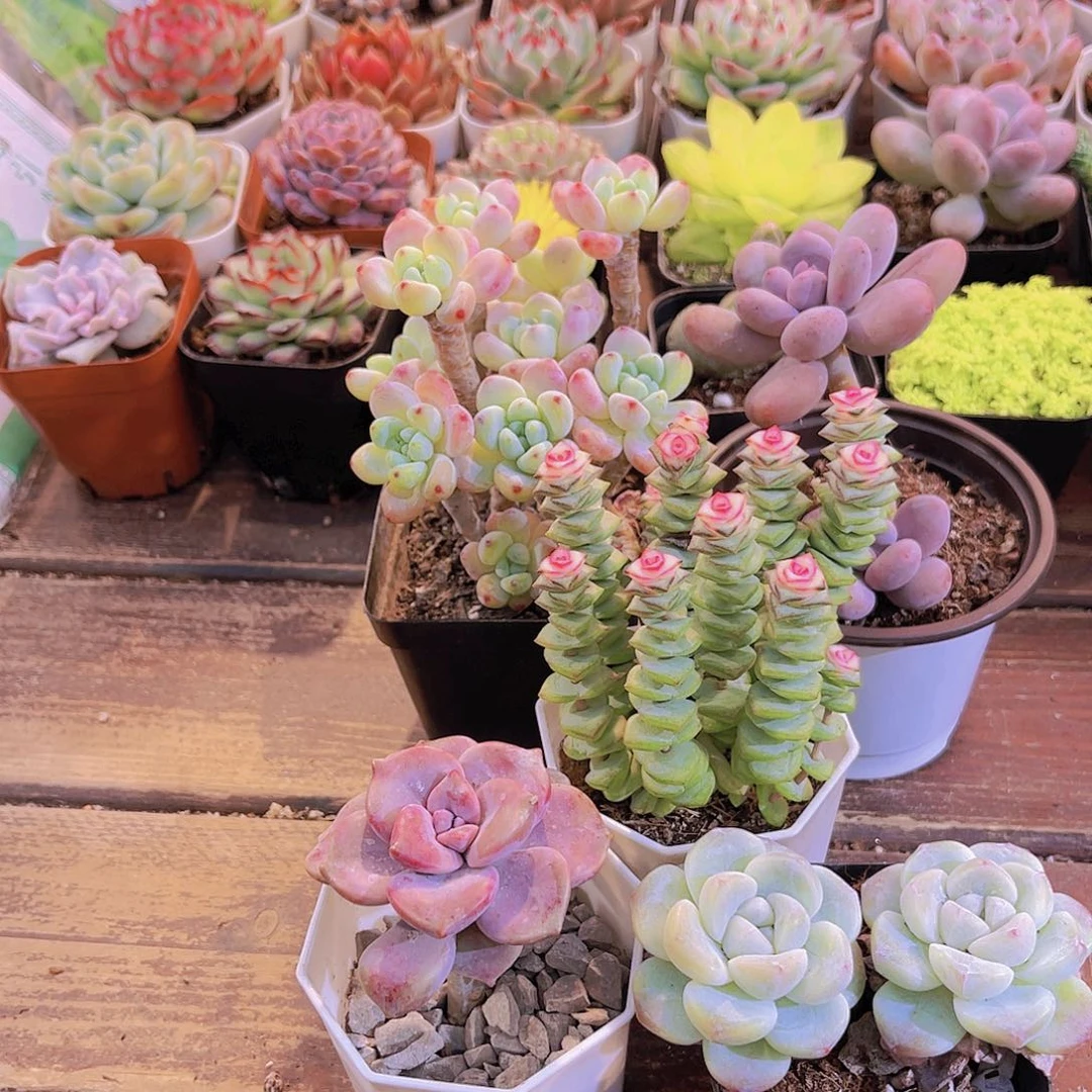 如图5盆1111111111111111111