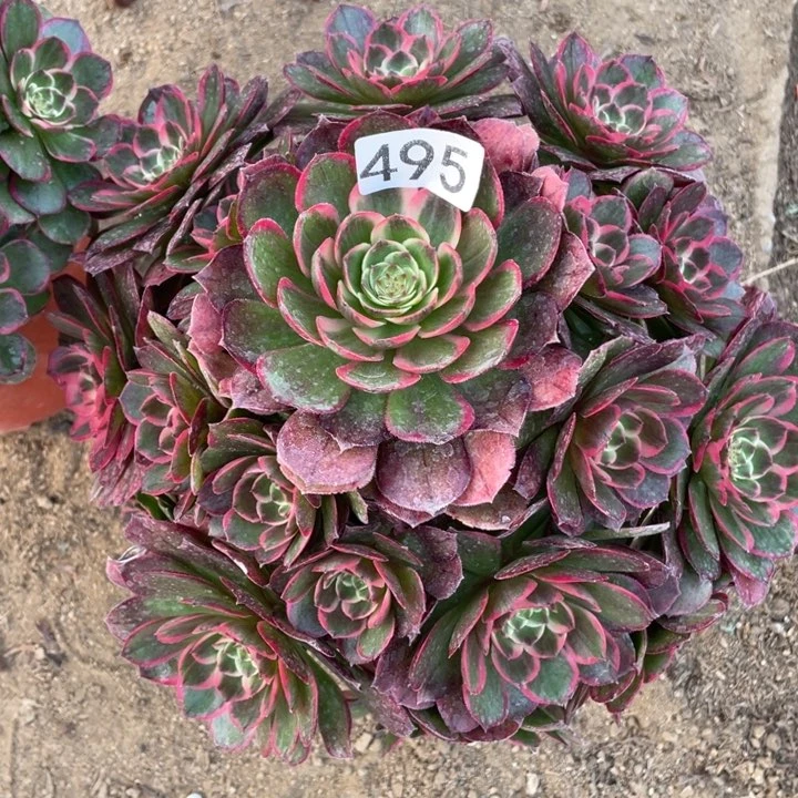 ?***呀495多肉植物粉花妖