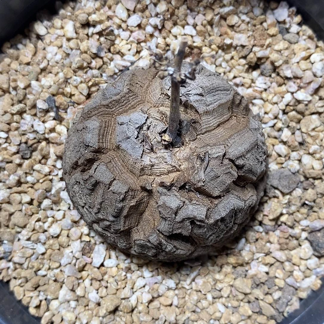 实生南非龟甲龙318号5.3cm