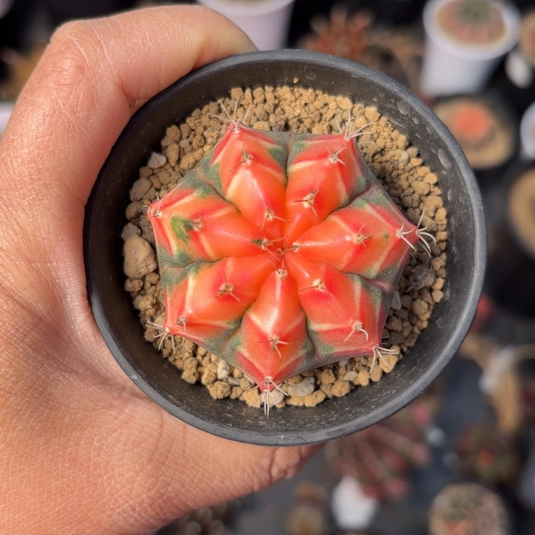 泰系实生米哈仙人球28