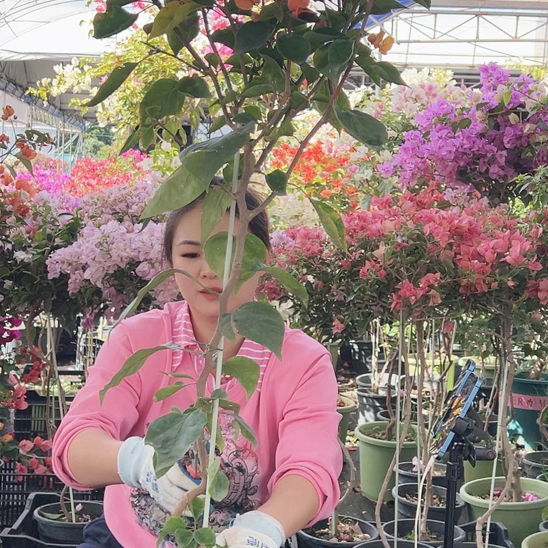 《***》大部分花苞少量开放K22阿达纳