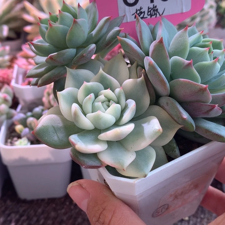 棱镜覆轮锦有根有