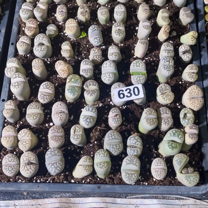 630 脱土生石花一物一图如图