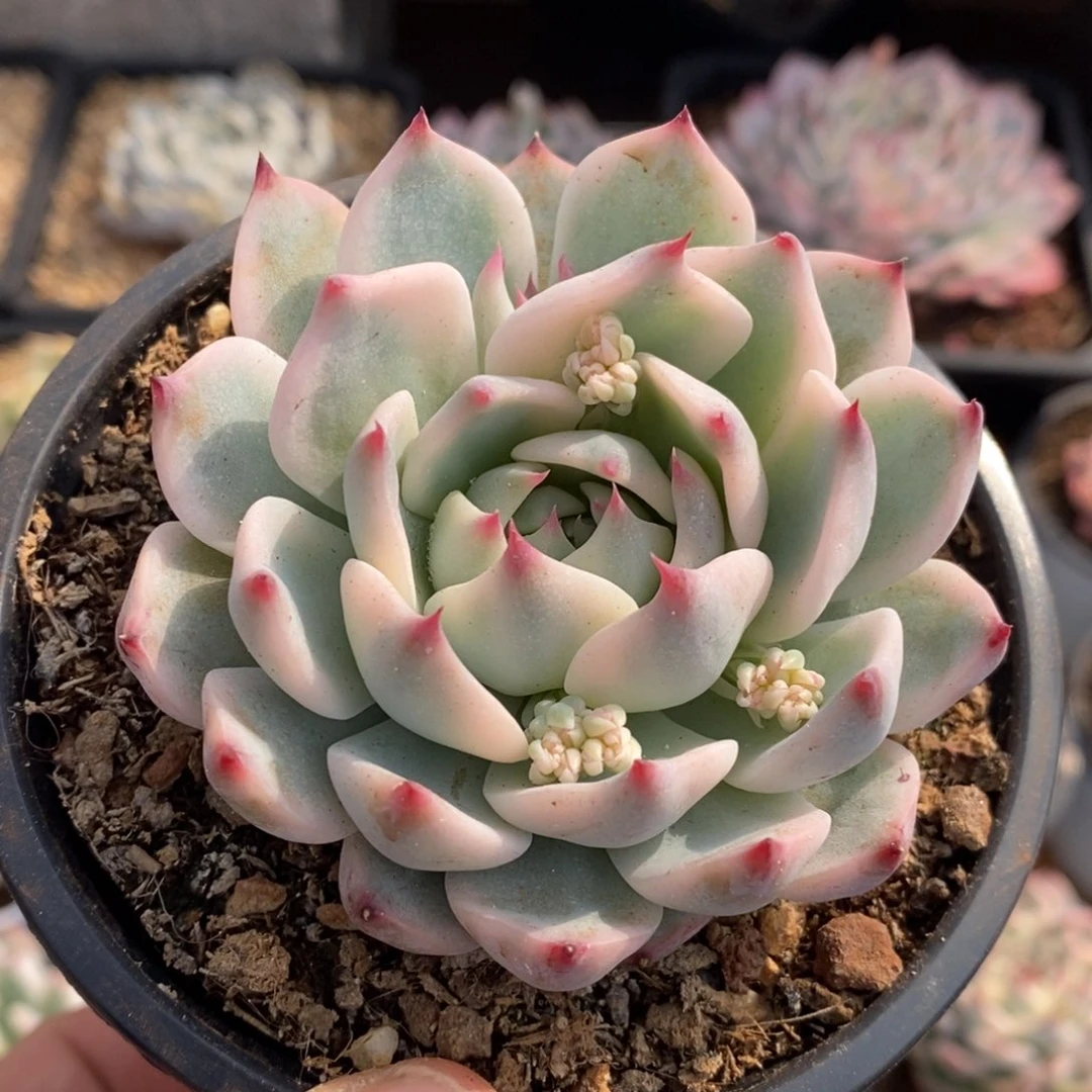 ?*.吉娃娃锦多肉植物