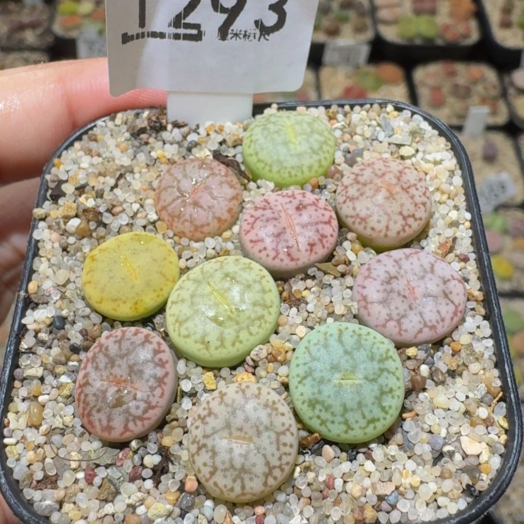 戴***3Sssss绝绝绝子生石花1293