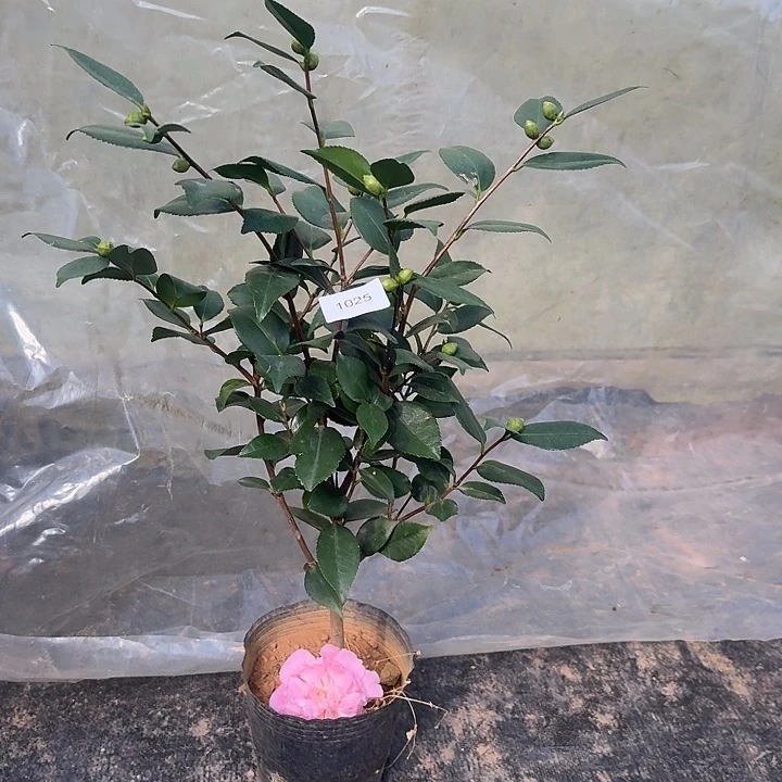 完全开放香妃1025