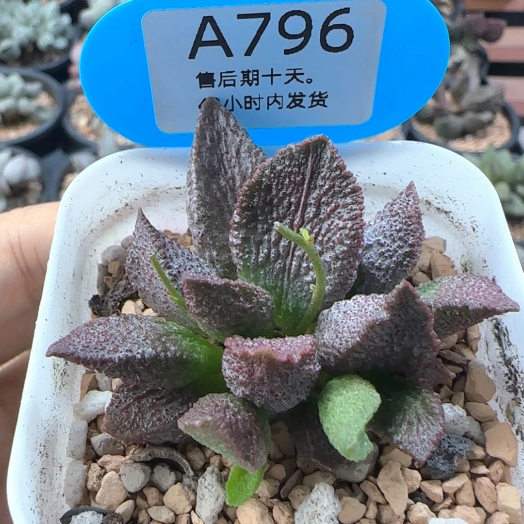夜光杯。       796。