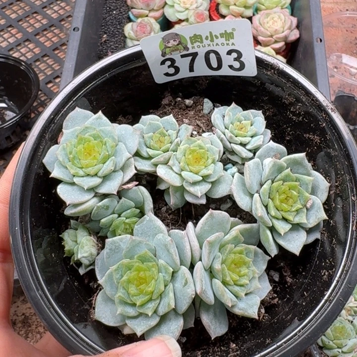 多肉植物多肉植物