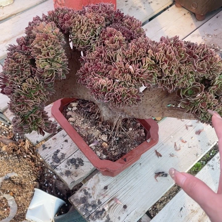 多肉葡萄的做法和功效等多处6