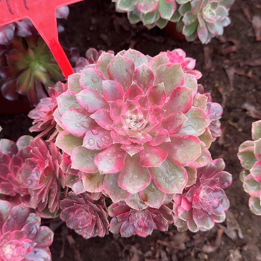 4158倾城之恋多肉植物