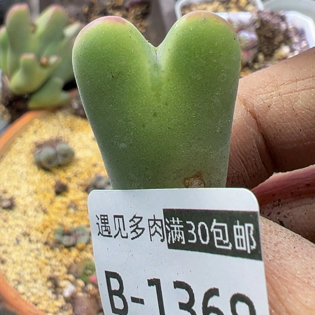 多肉植物1111111111111